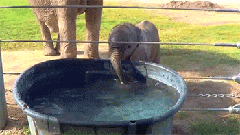 baby elephant blowing bubbles
