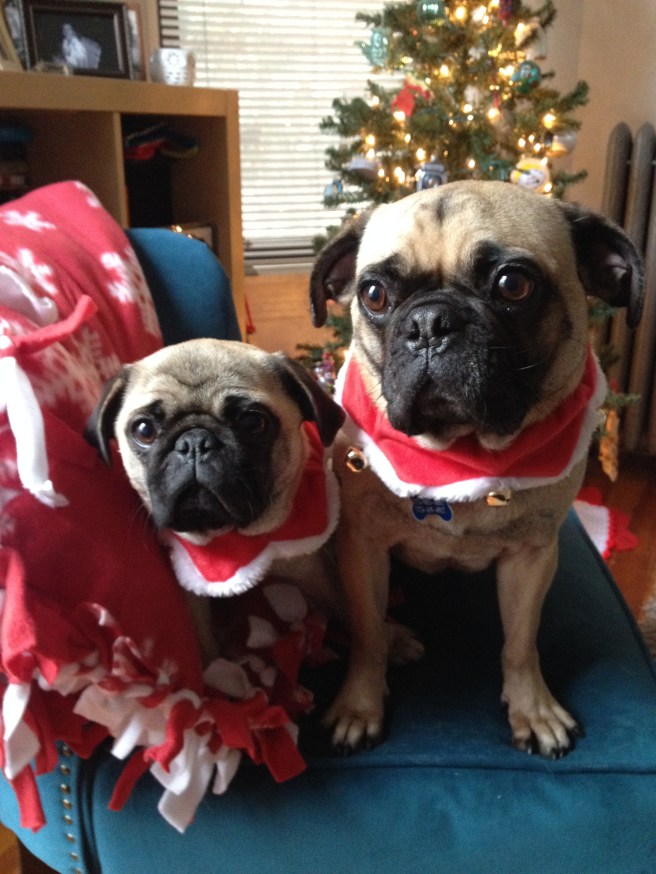 Your pug(s) of the day! 