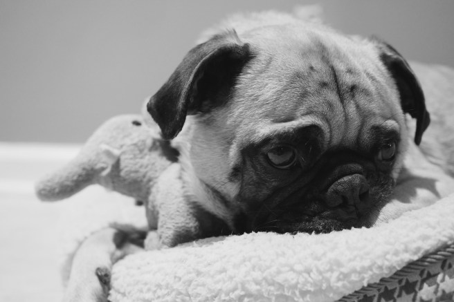 Pugs//Links & Loves//List Maker Picture Taker