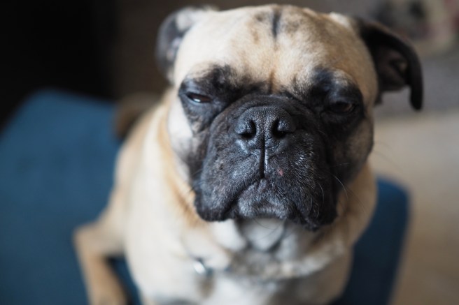 Happy Birthday Pug//Pugcentric//List Maker Picture Taker