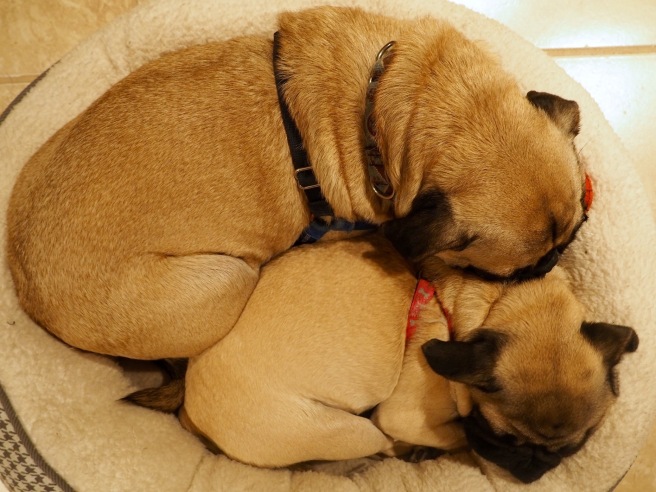 Snuggle Pugs //January Blues: How To Survive Winter in Chicago // List Maker Picture Taker