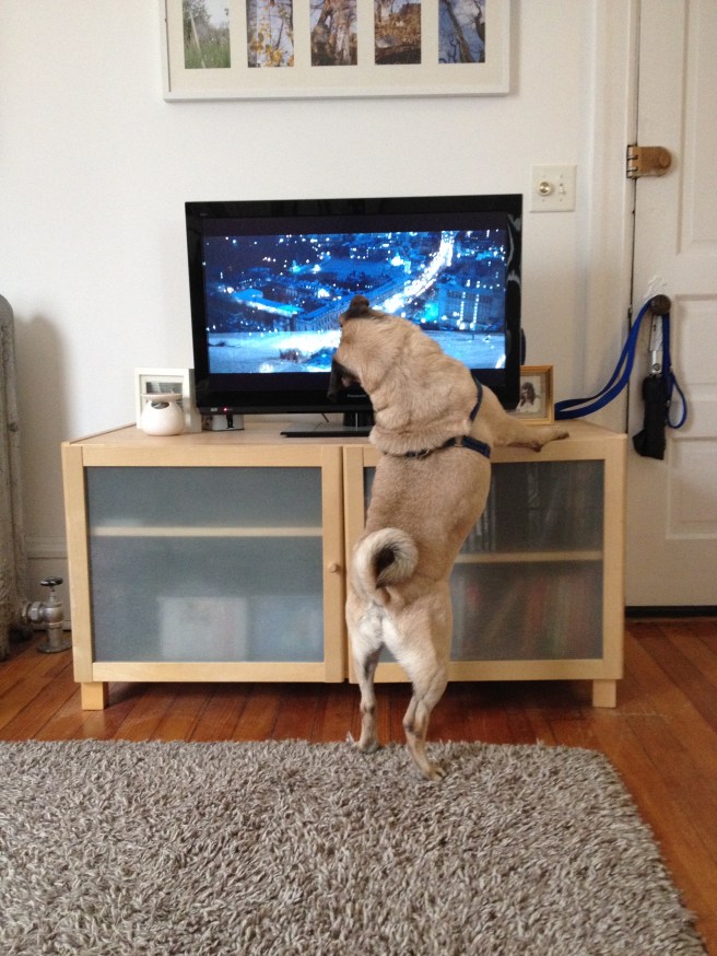 Happy Birthday Pug//Pugcentric//List Maker Picture Taker