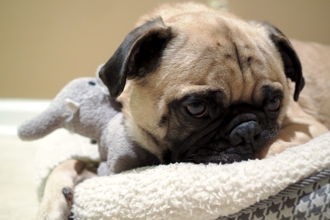 Rupert the Pug//Pug Trouble//List Maker Picture Taker